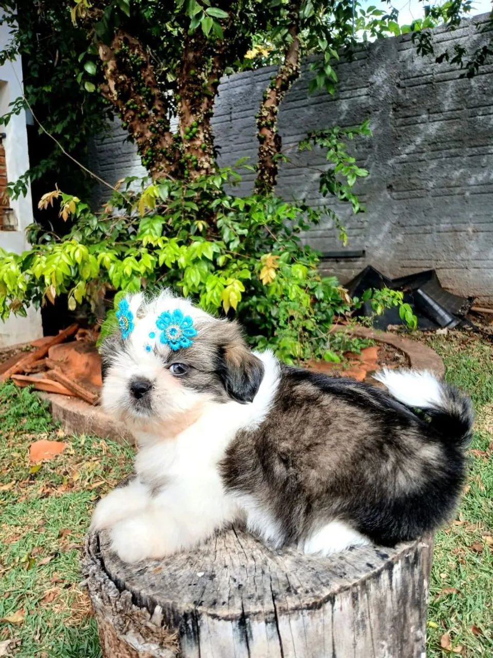 SHIH TZU FÊMEA  - Foto 5