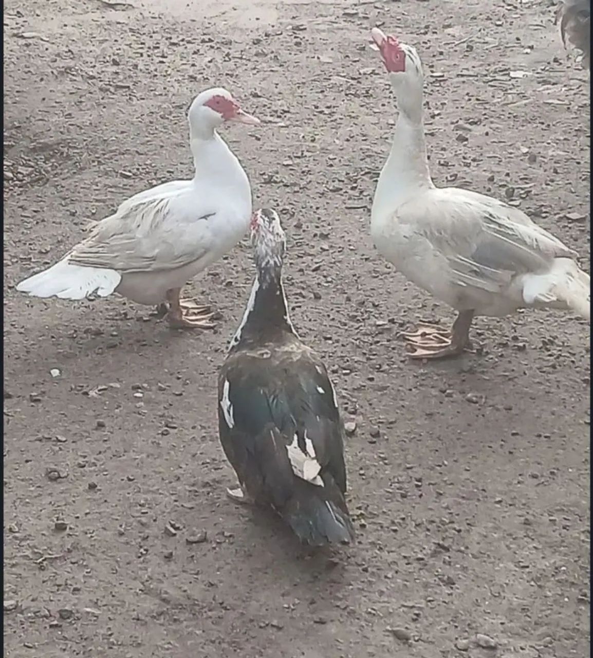 Patos na promoção do cirio  - Foto 3