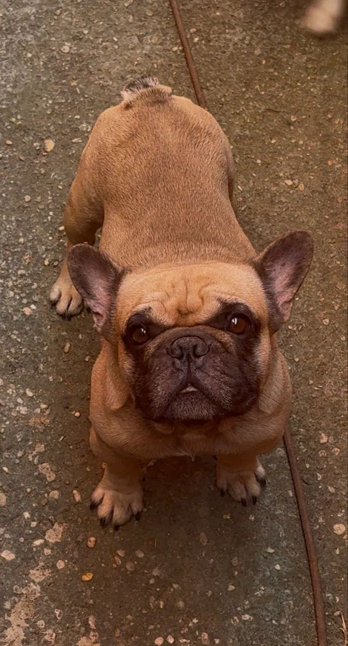 Filhote de buldogue francês  - Foto 3