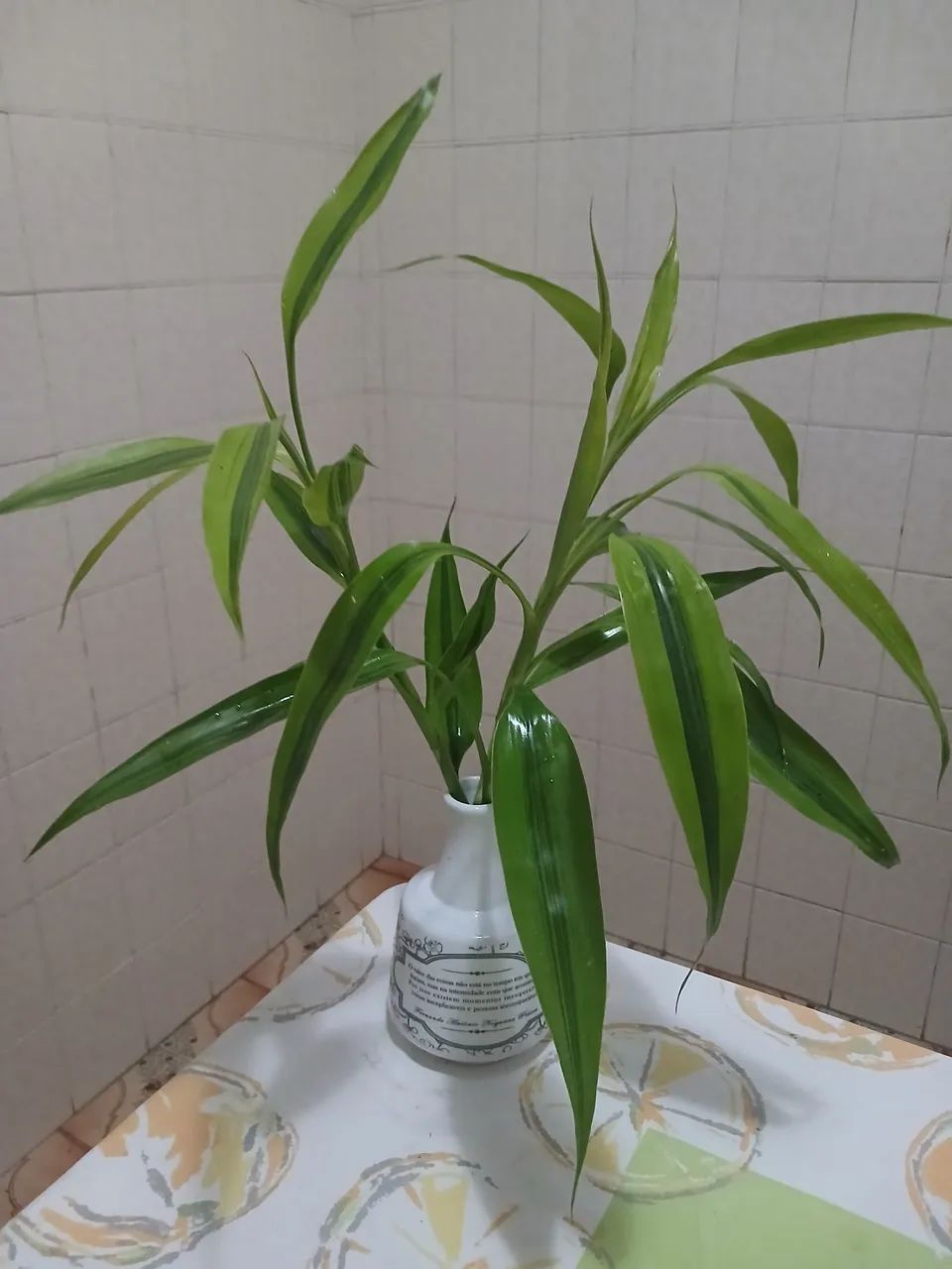 Bambu da sorte - Foto 2
