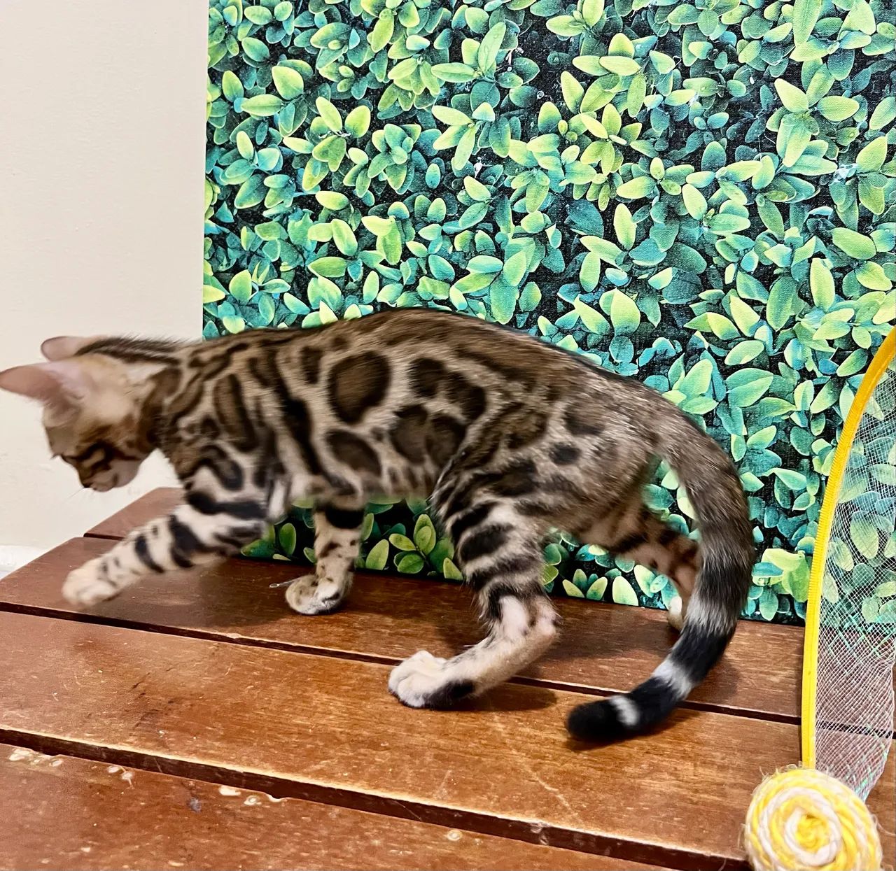 Gato Bengal  - Foto 5