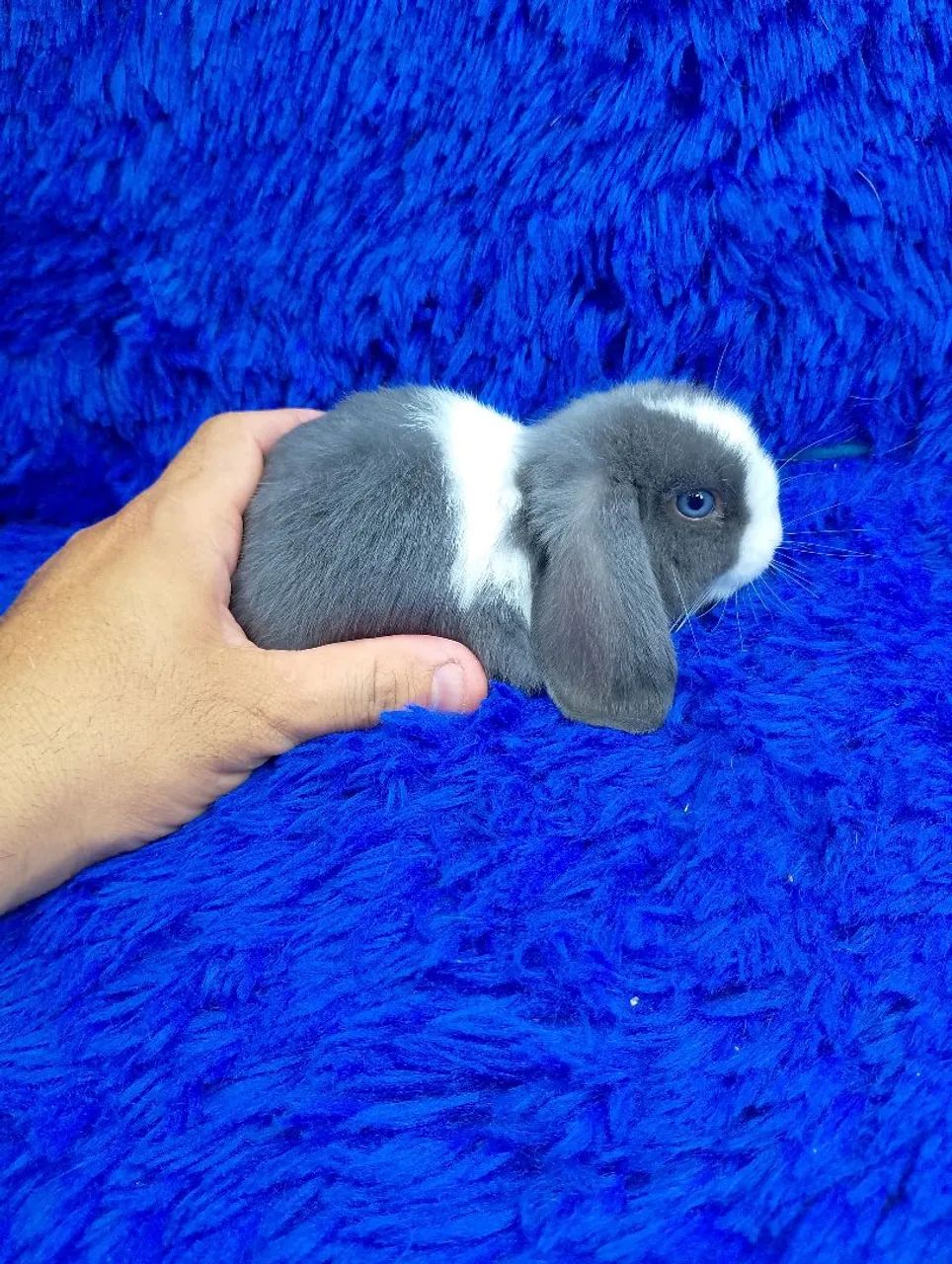 Minis coelhos de alto padrão Aparti de 300$ a 600$ - Foto 2