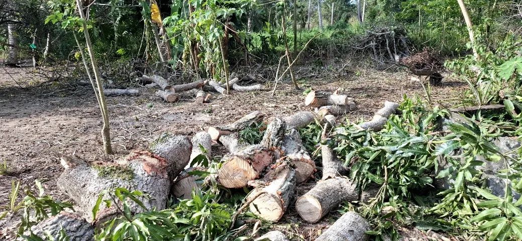 Madeira para Forno ou Caldeira  - Foto 2