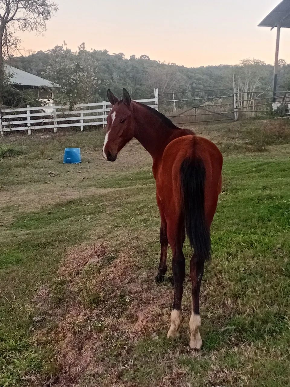 Potra MM 9 mes de idade  - Foto 3