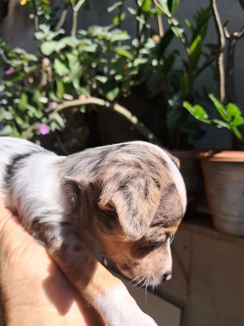 Cachorros  - Foto 2