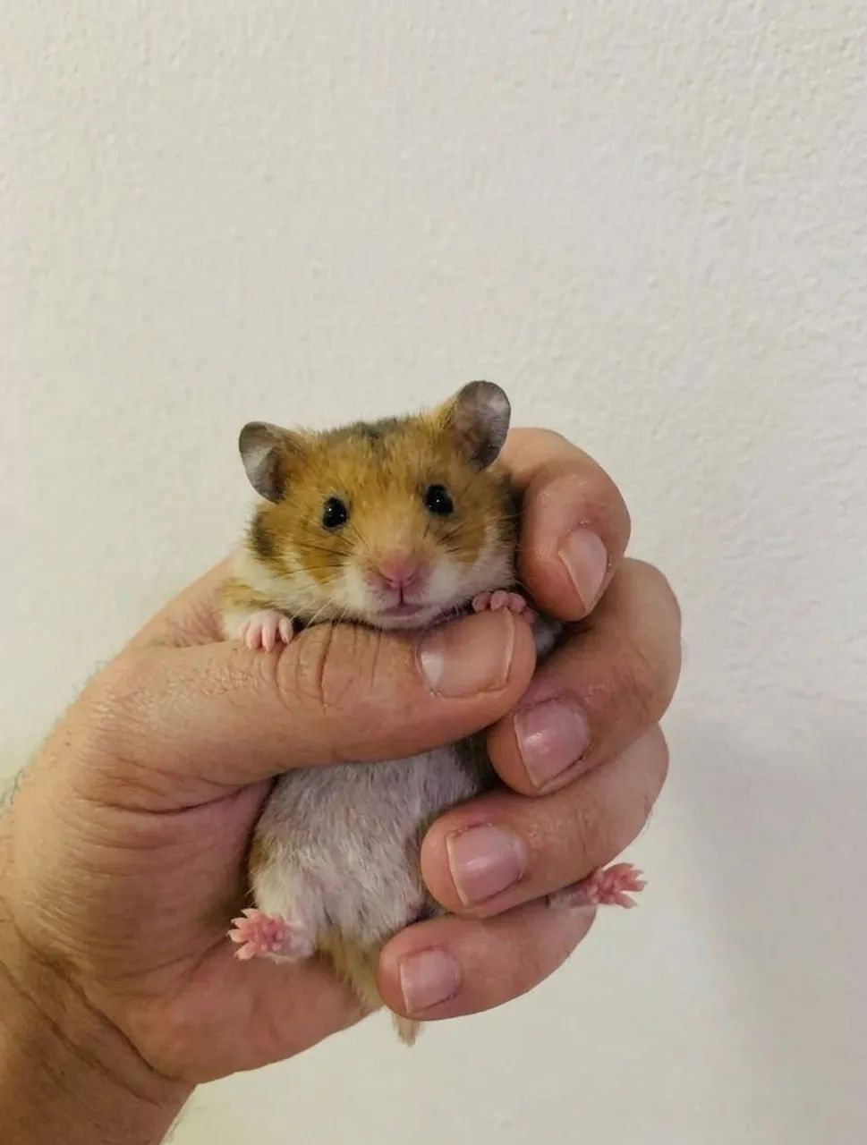 Hamster sírio - Foto 2