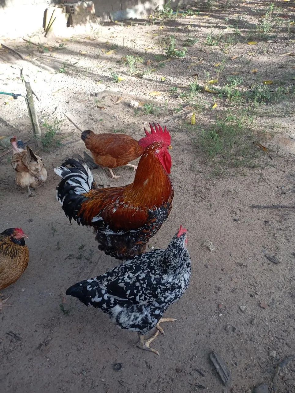 Casal de Frango de Raça GSB - Foto 2