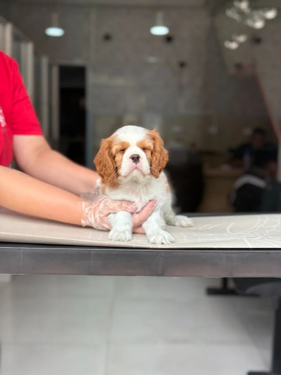 Cavalier King com Procedência e Suporte Pós-Venda - Foto 2