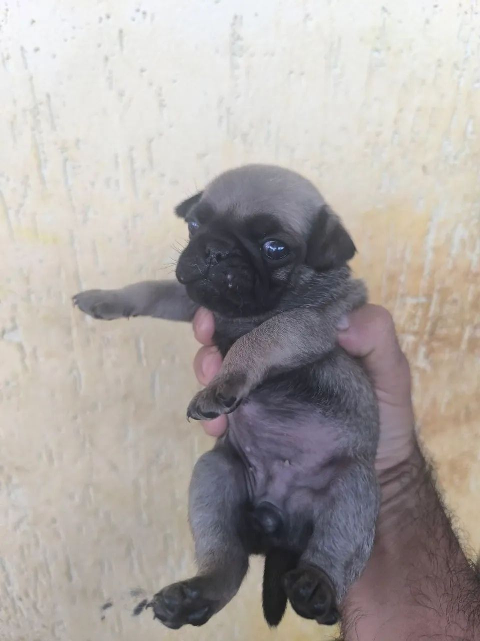 Filhotes de pugs