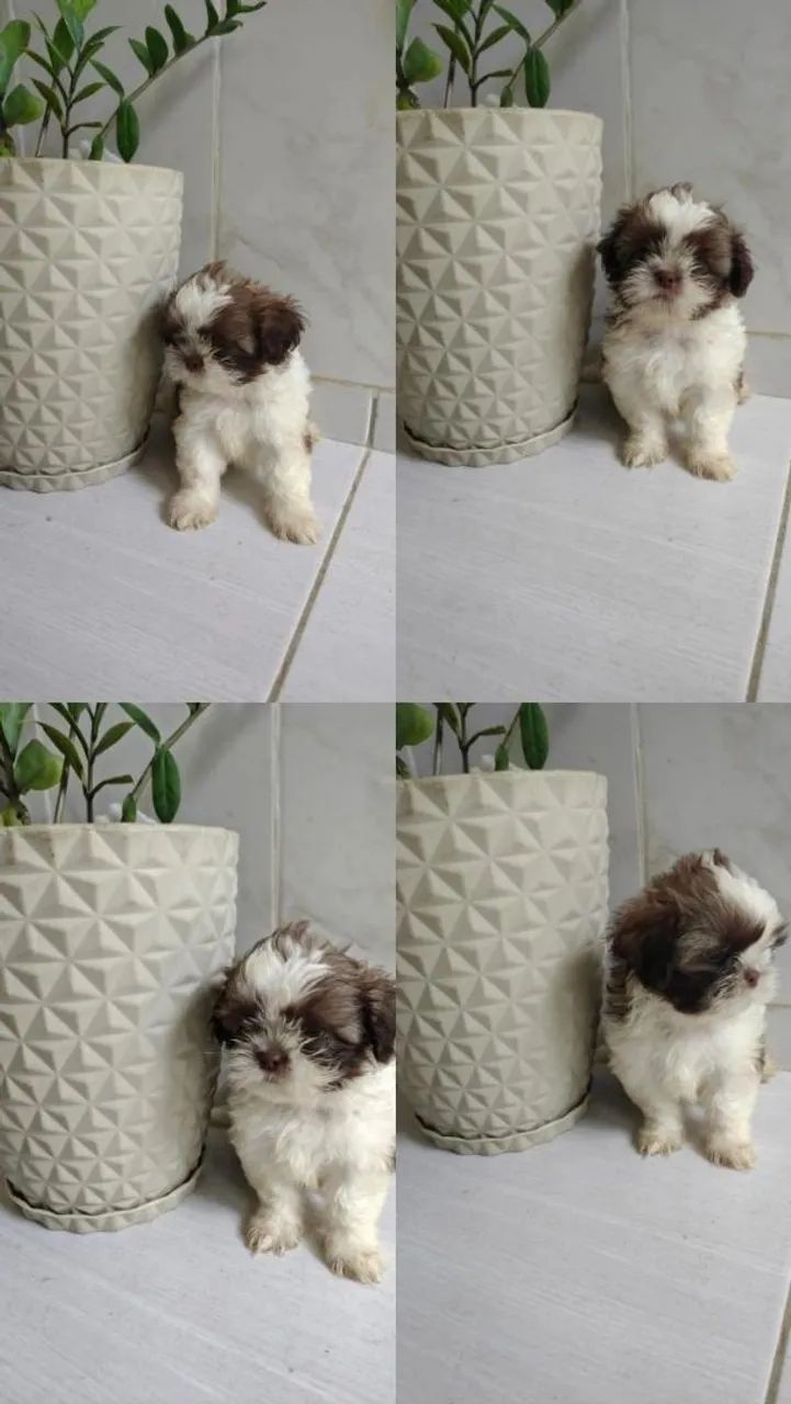 shih tzu fígado padrão 