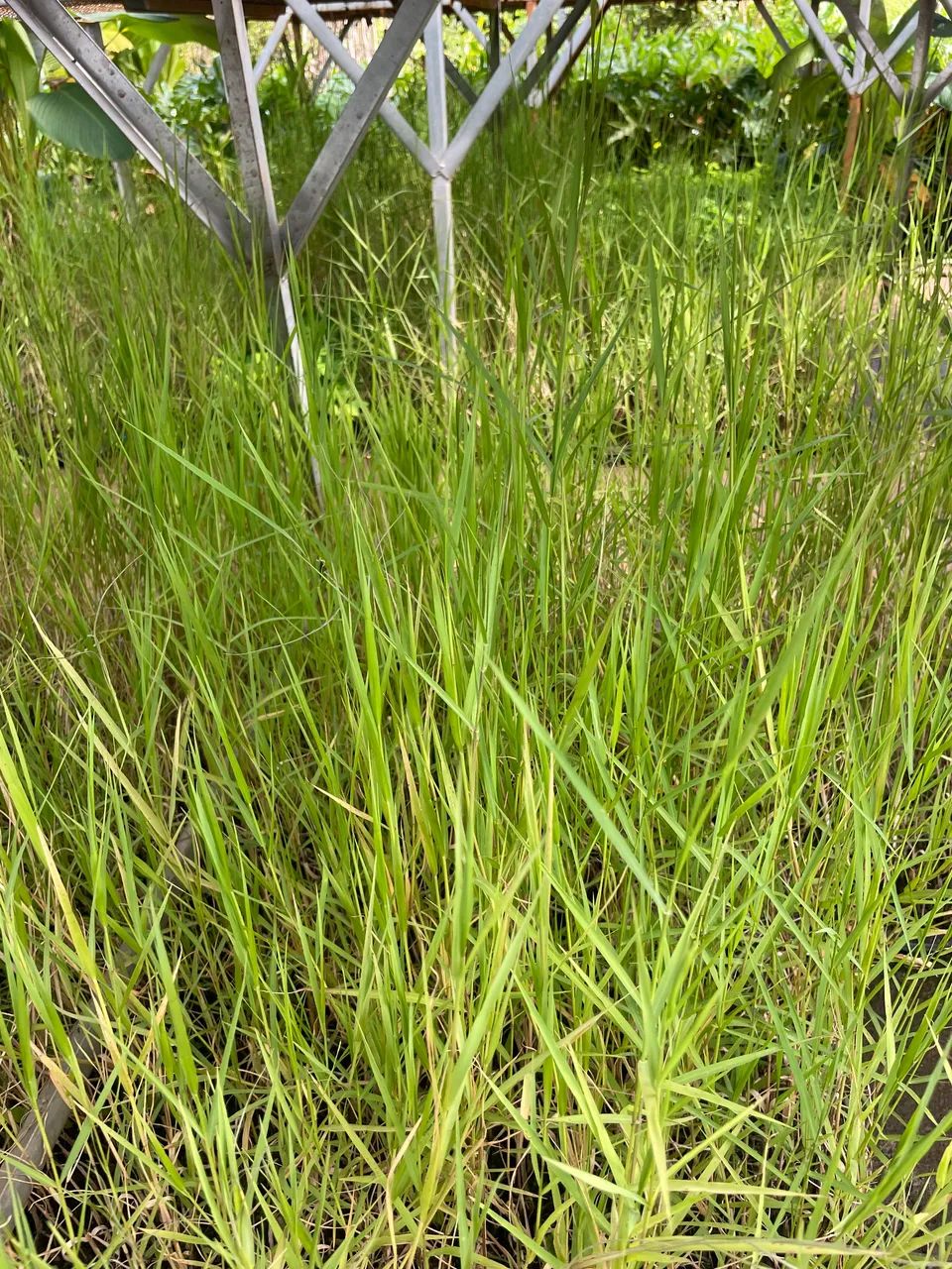 Grama Tifton  - Foto 2