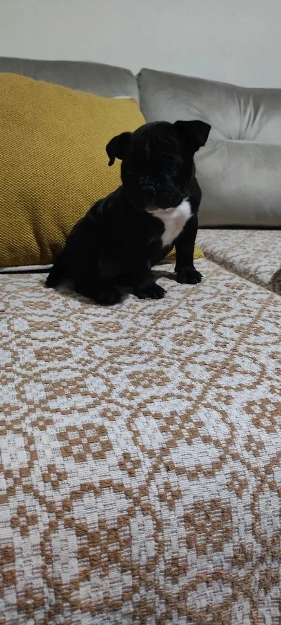 American Bully