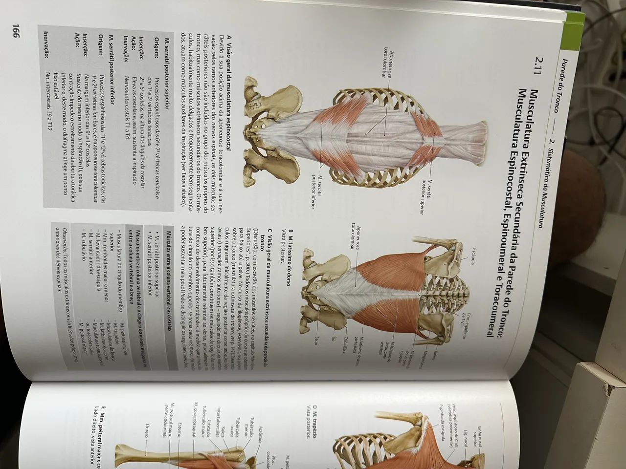 Atlas de Anatomia Prometheus 4º edição - Livros e revistas - Setor
