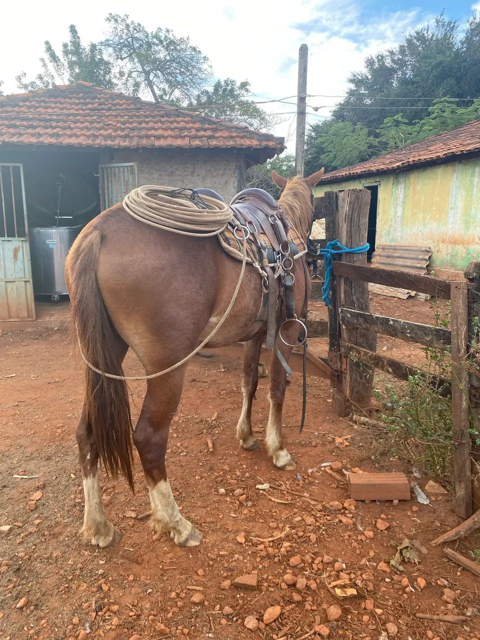 Potra a venda  - Foto 4