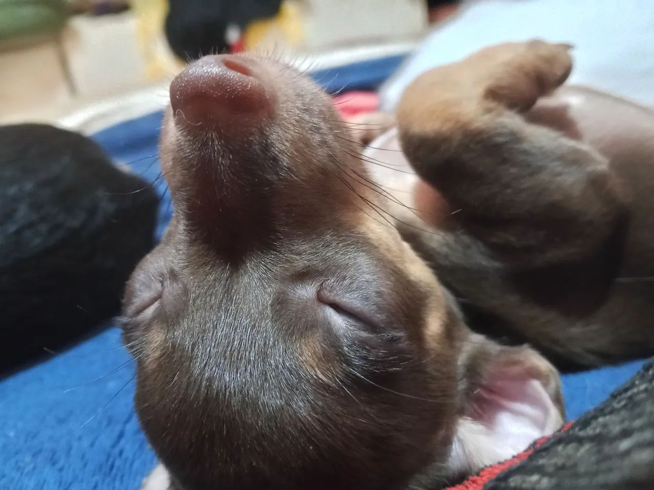 Pincher chocolate 1 - Foto 2