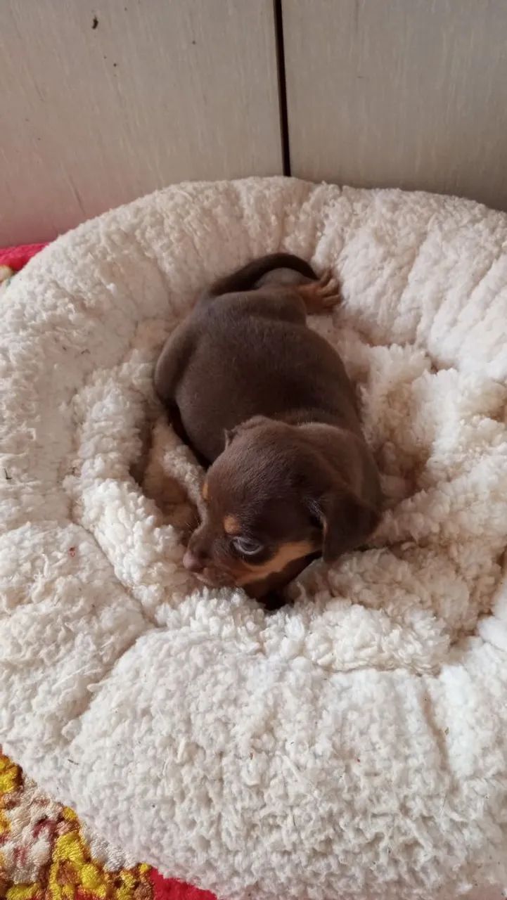 Pinscher machinho chocolate  - Foto 2