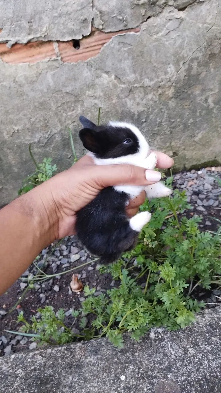 Mini Lion filhotes  - Foto 3