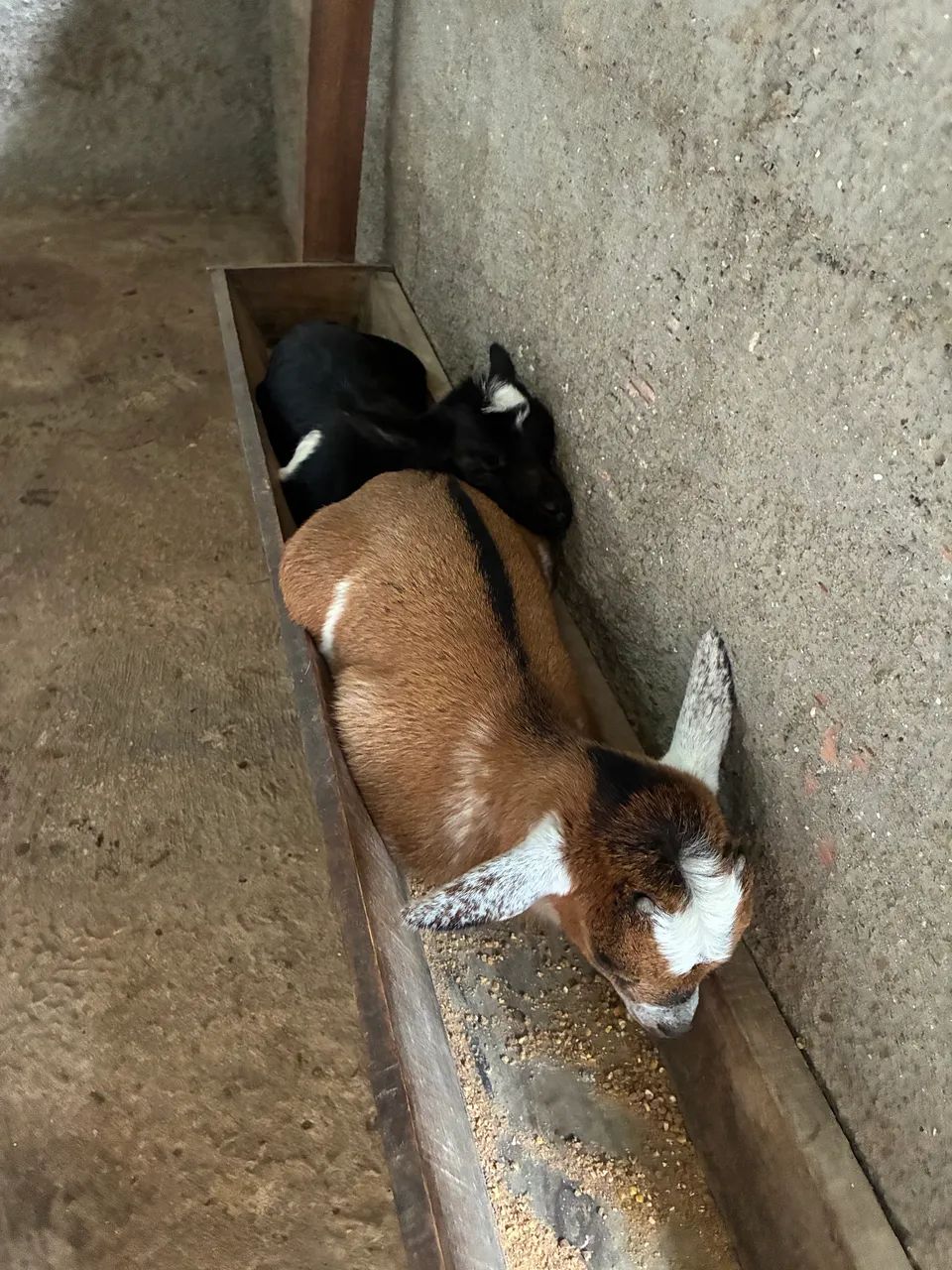 Mini cabrito 