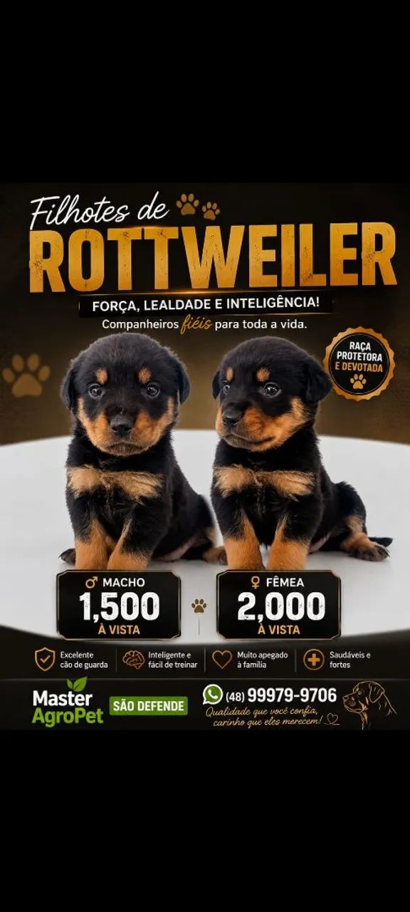 Cachorros 