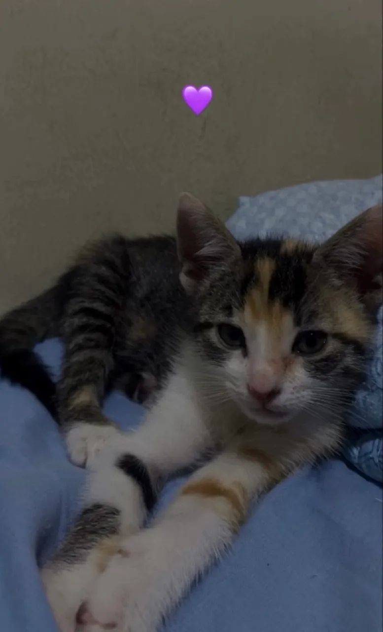 Doação de duas gatinhas - Foto 3