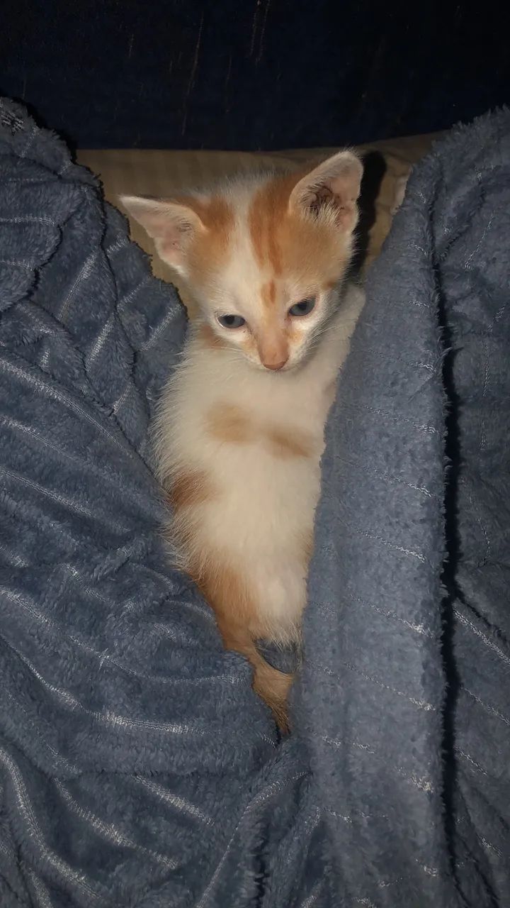 Gatinho 