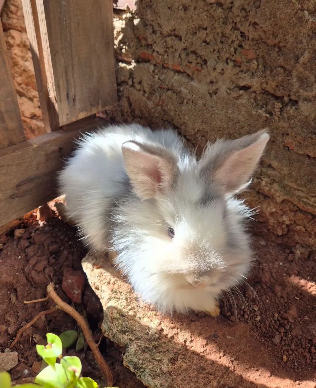 Coelho mini lion femea pra venda 