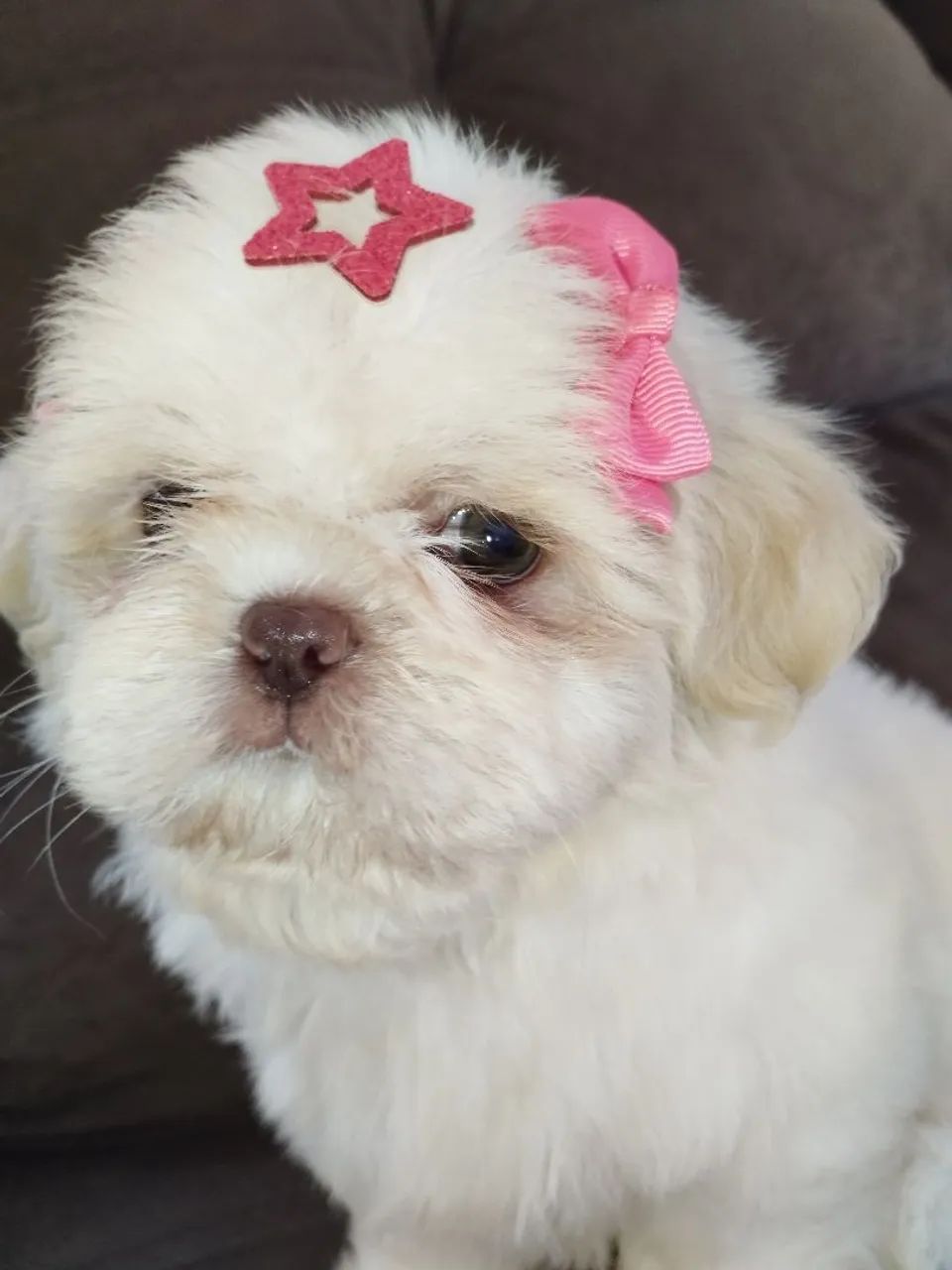  Shih Tzu fêmea branca e areia  - Foto 4