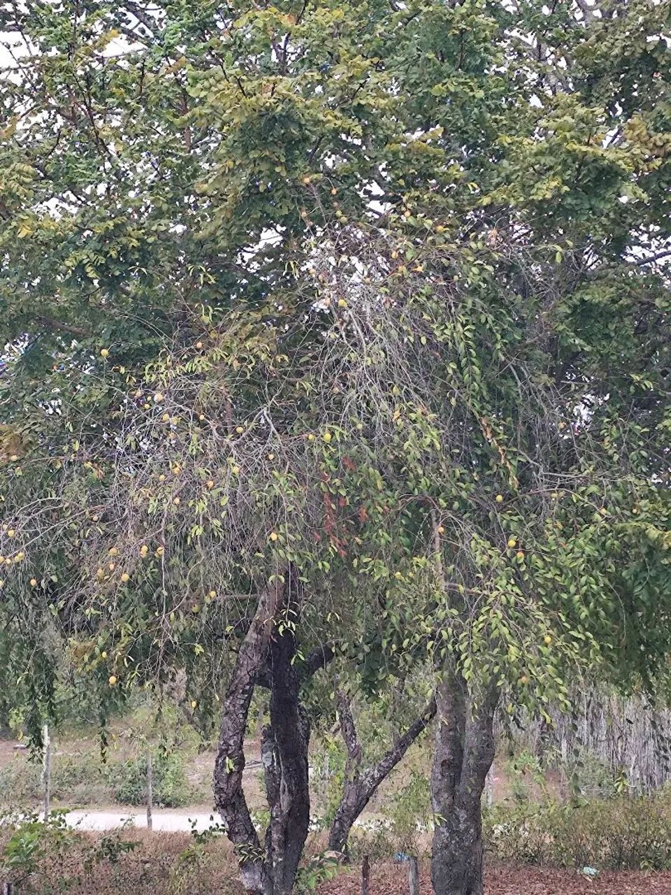 Vendo SÍTIO em MORROS-MA  - Foto 3