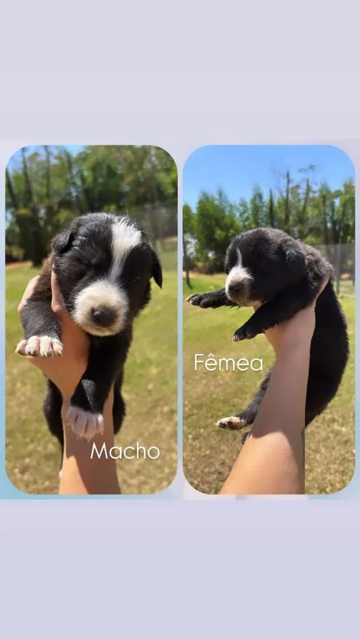 Border Collie  - Foto 2