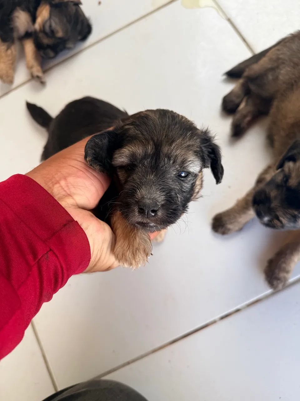 Vendo cachorros poodle com maltês  - Foto 2