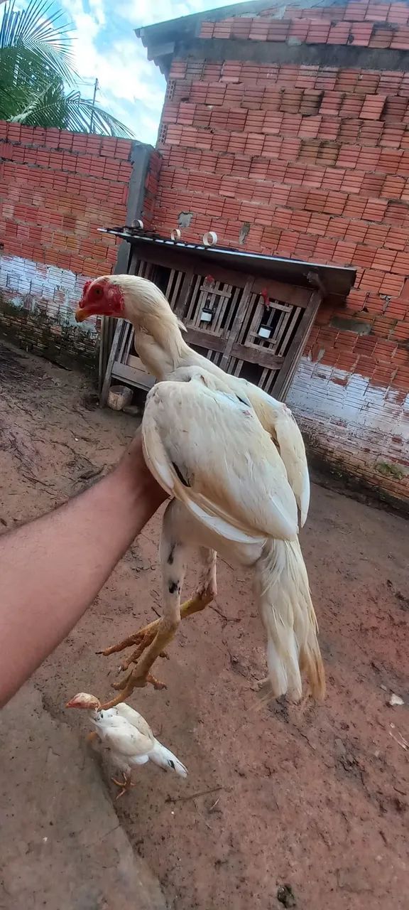 Frango tailandês 