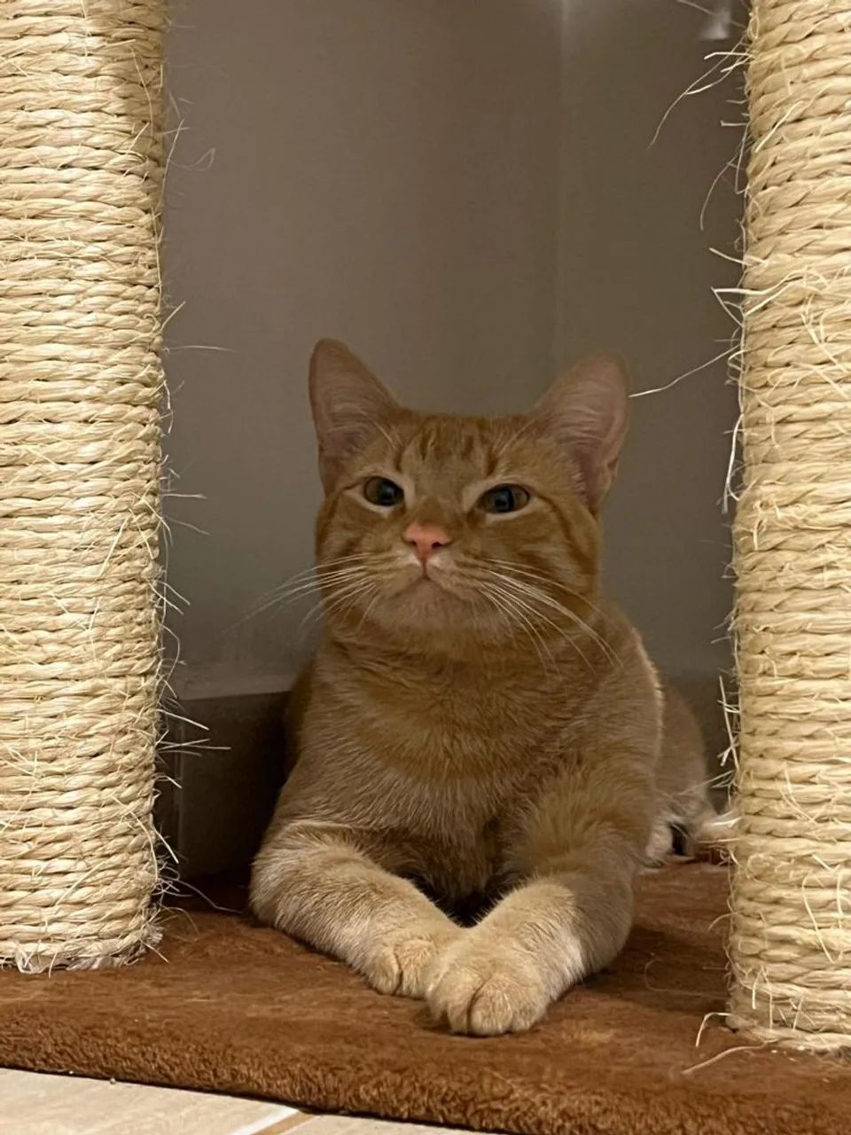 Adote o Stuart  - Foto 6