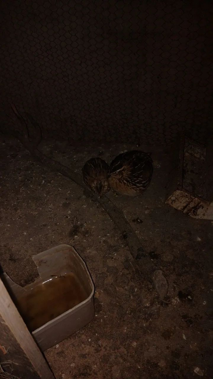 Casal codorna 