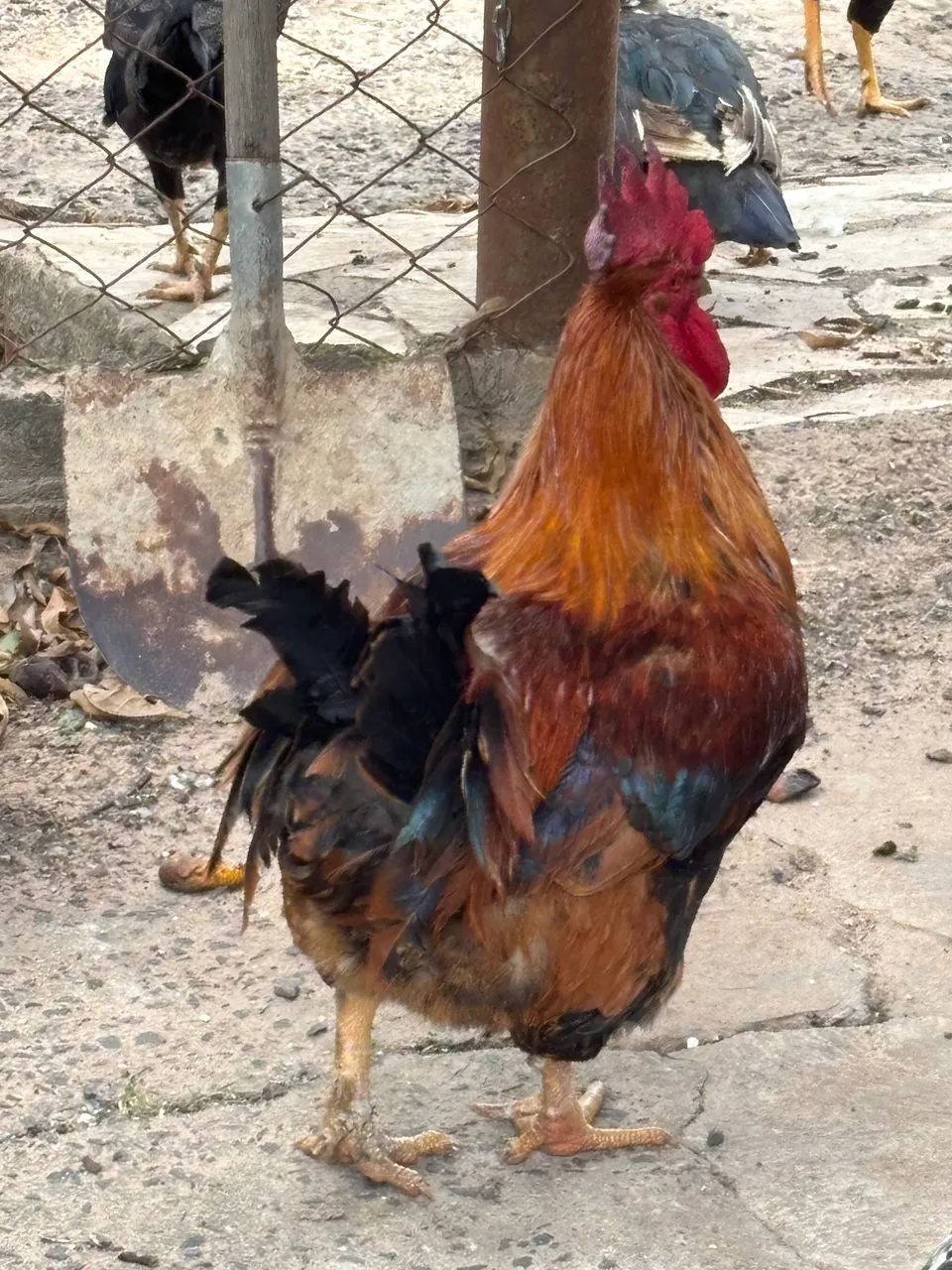 Galos 