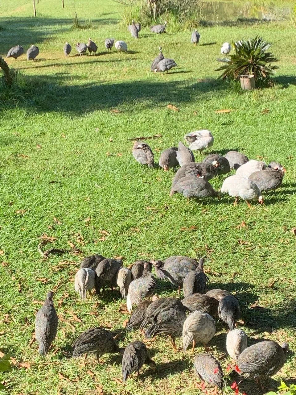 Galinhas de Angola - Foto 2