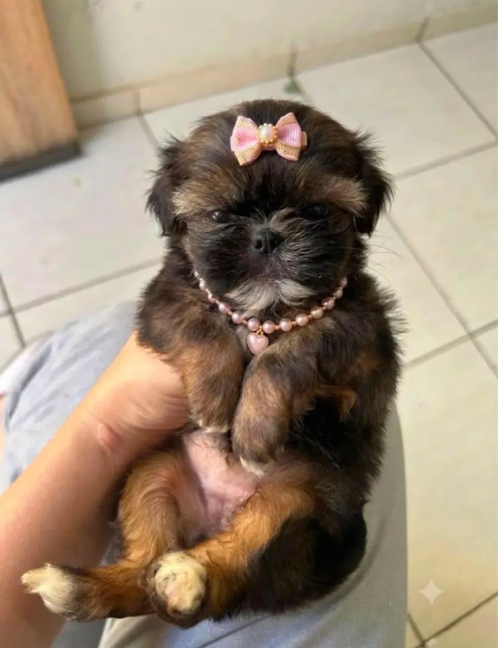 Shihtzu fêmea micro  - Foto 2