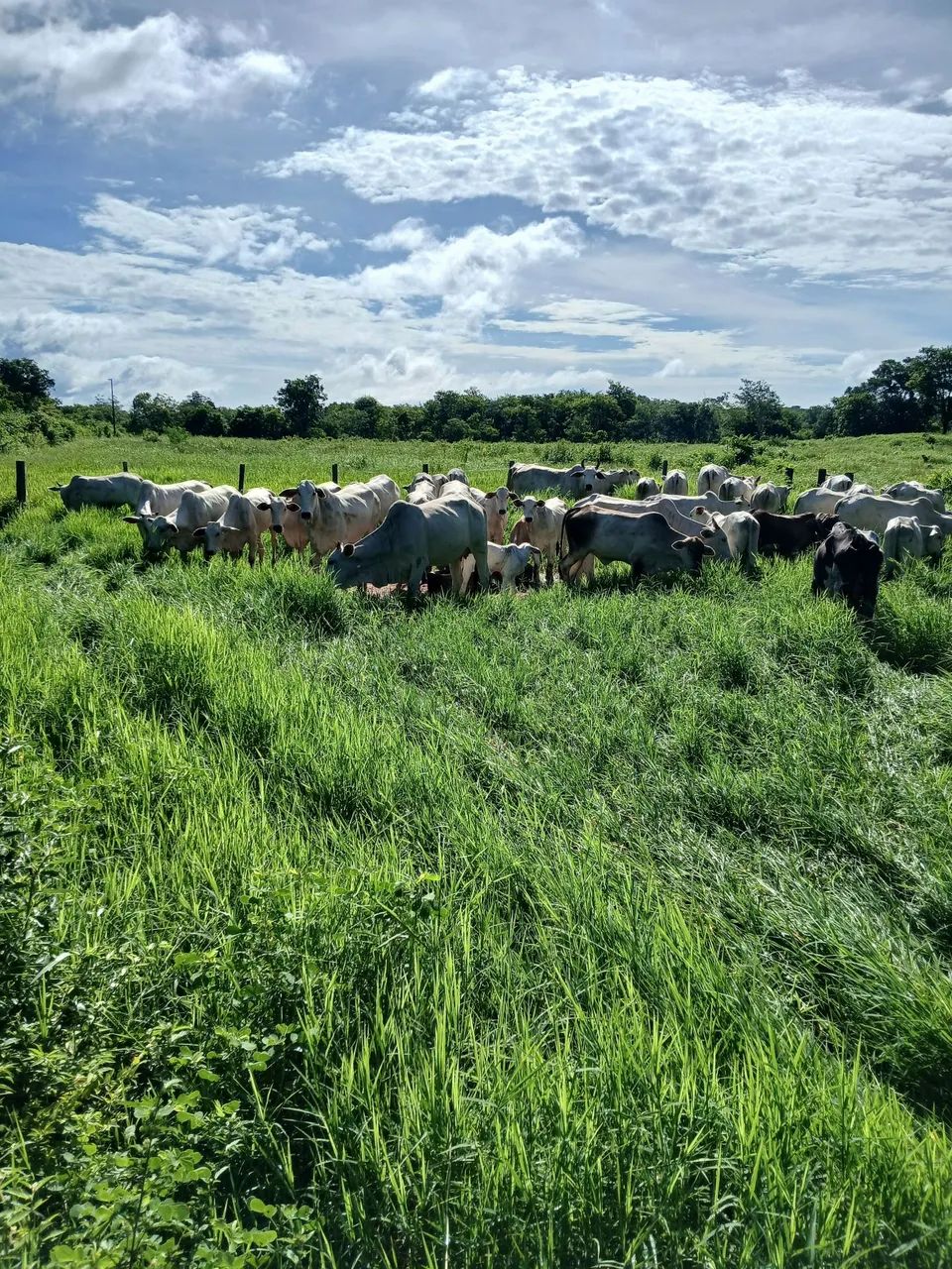Fazendinha apropriada para criação, cavalo elite, gado, peixe - Foto 5