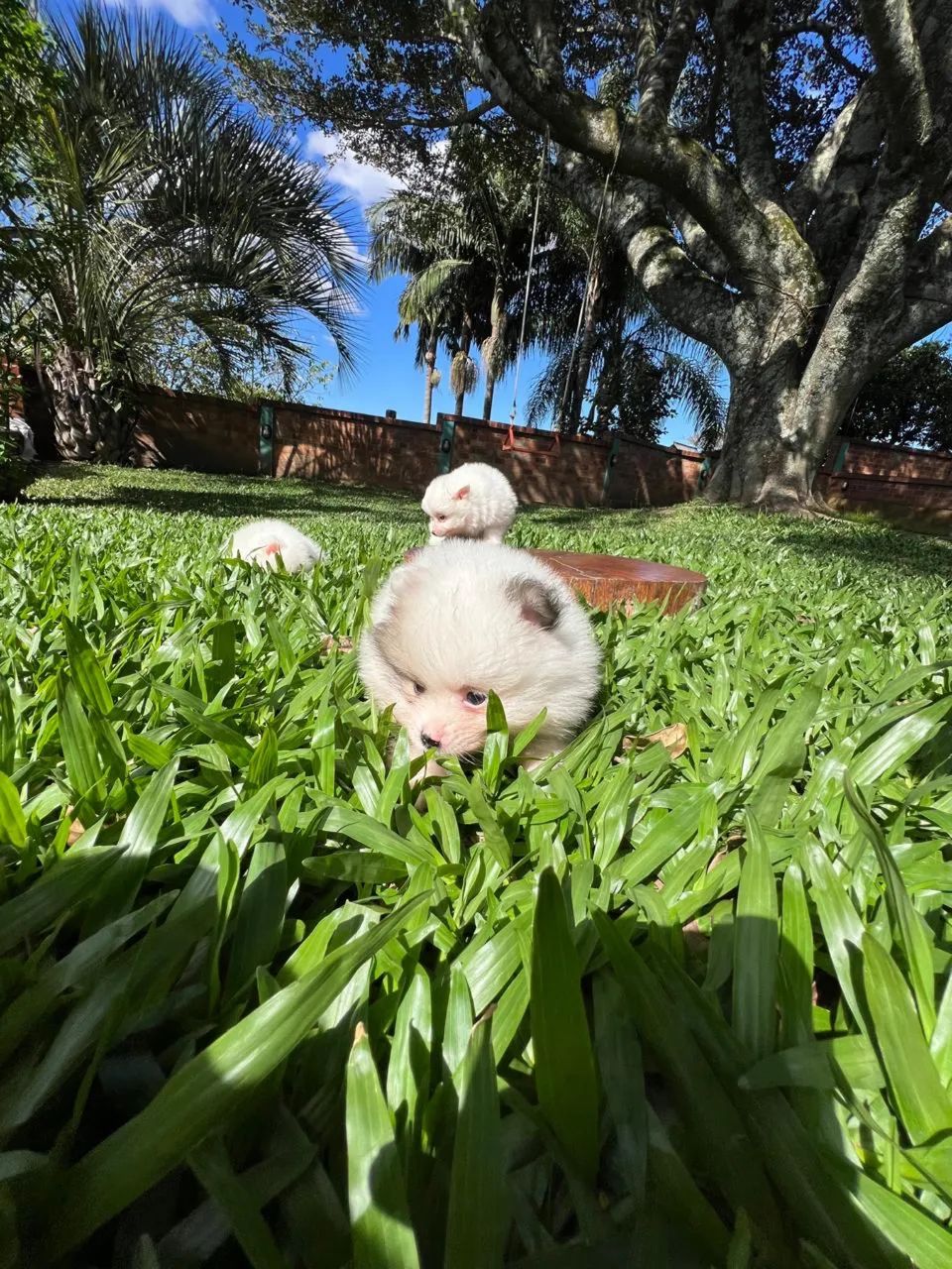 Filhote Spitz Alemão de altíssima qualidade  - Foto 3