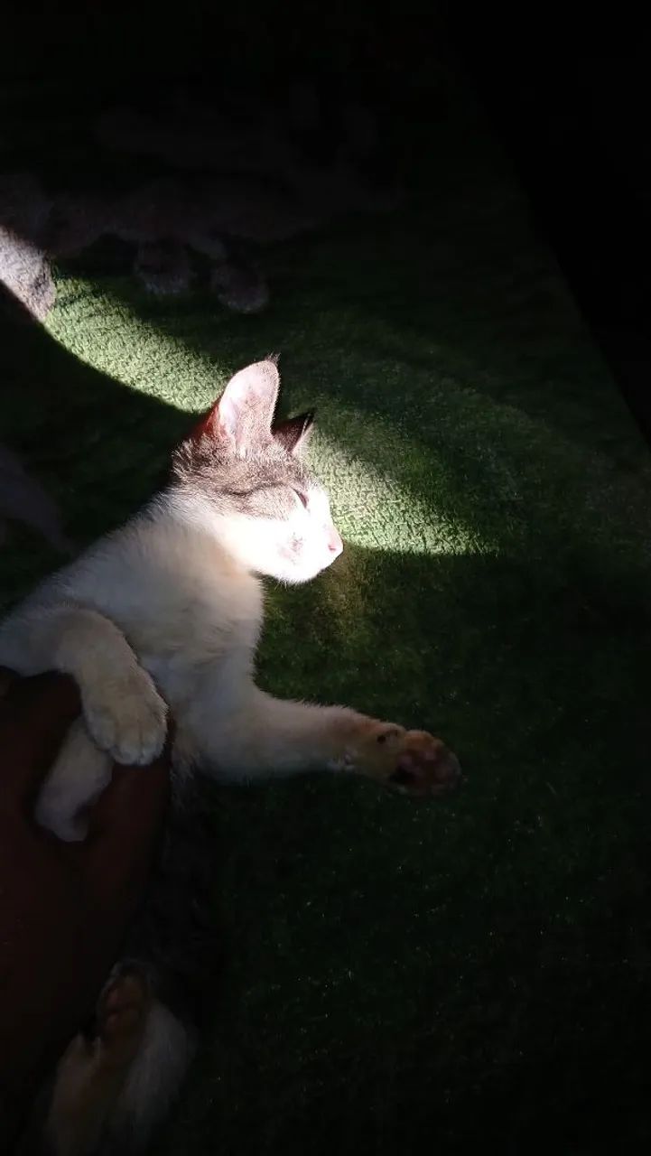 Filhotes de gato