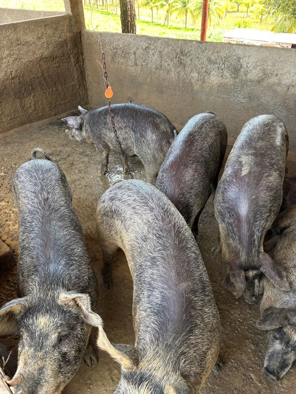 Porco / leitão/ suíno  - Foto 2