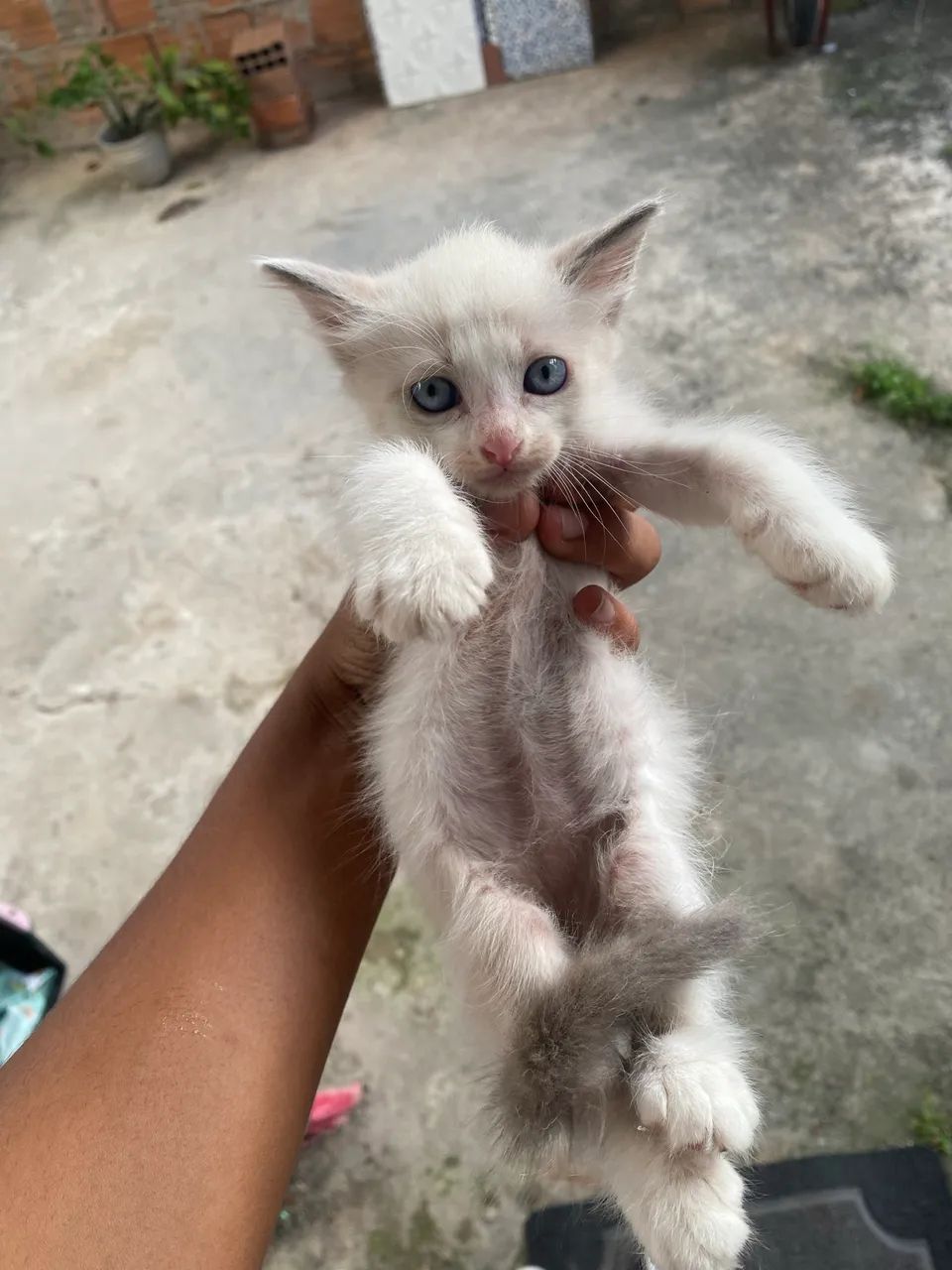 Gatinhos Para Doar  - Foto 4
