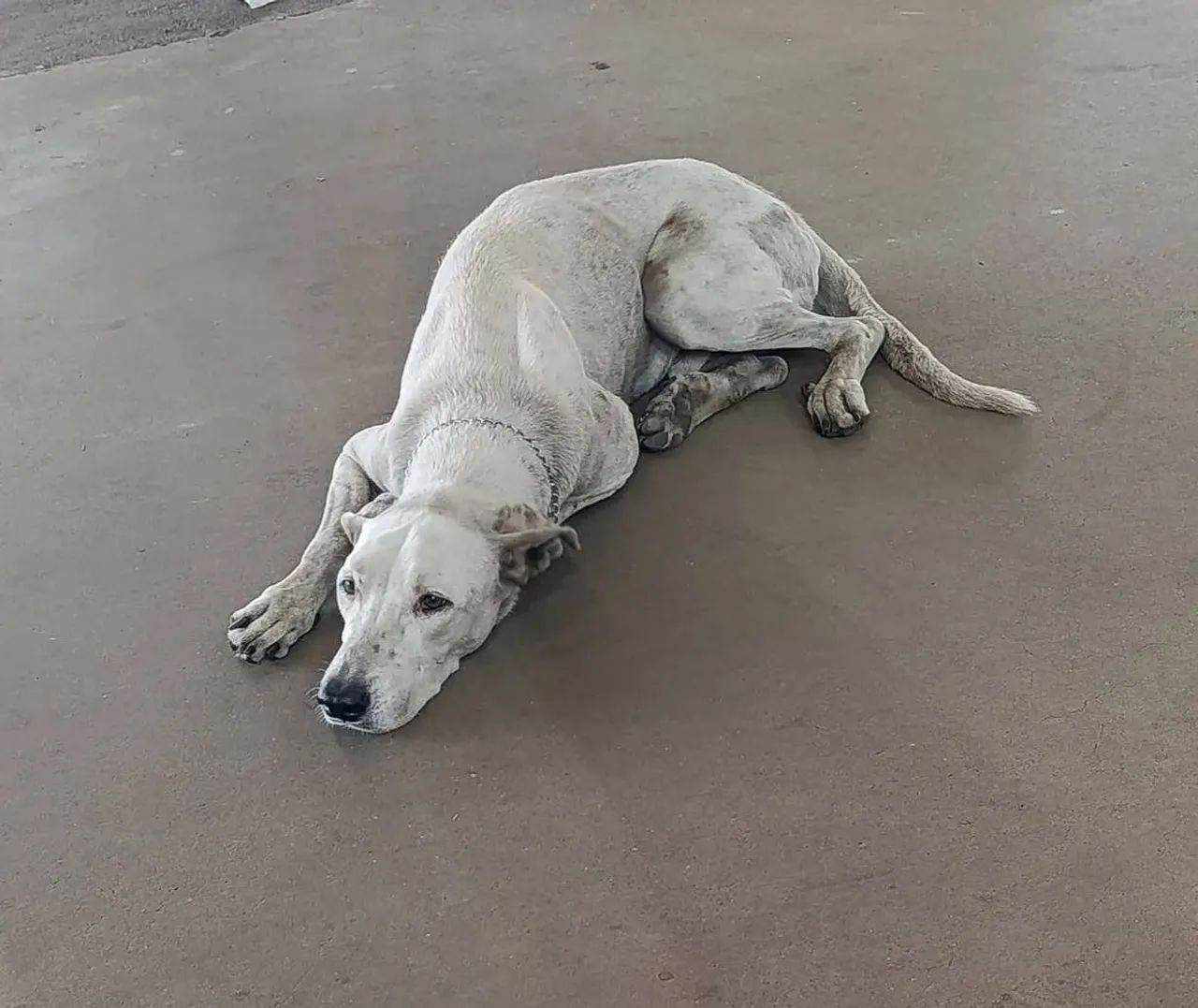 Adote esse lindo cachorro. 