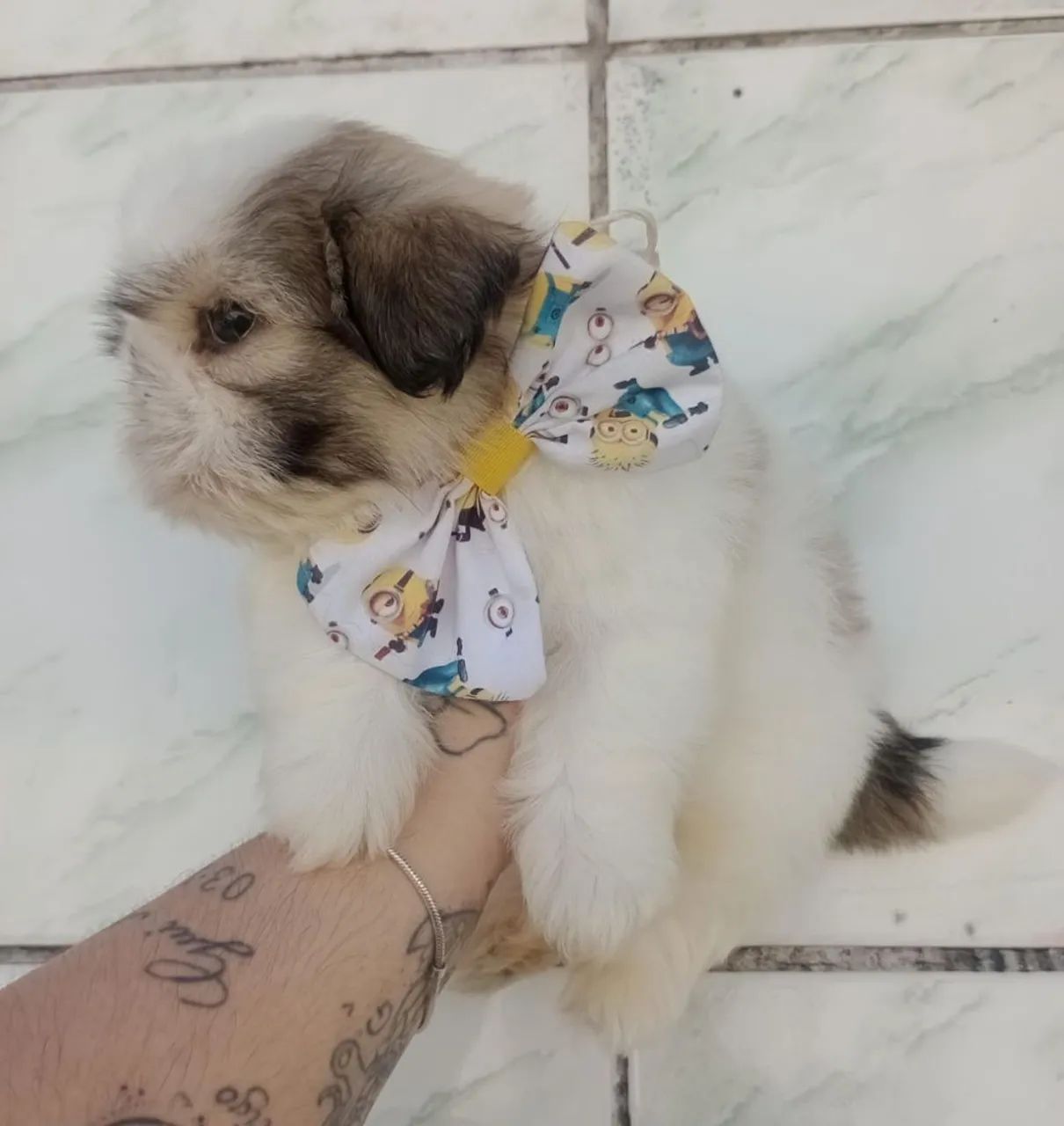 Shih Tzu Macho micro  - Foto 4