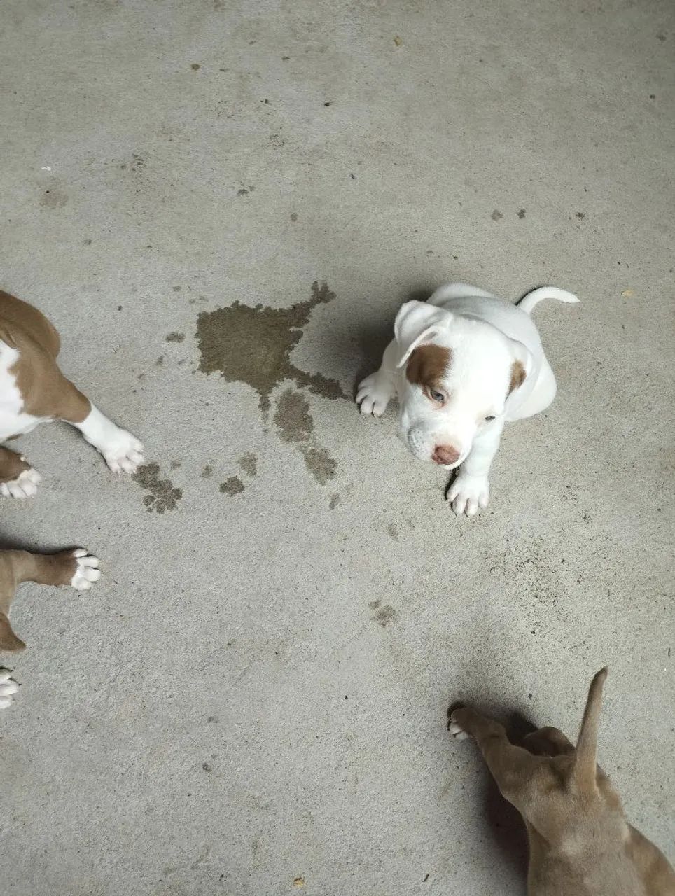 Cachorros  - Foto 2