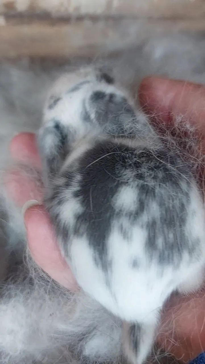 Mini Coelho Branco e Cinza muito dóceis e carinhosos  - Foto 3