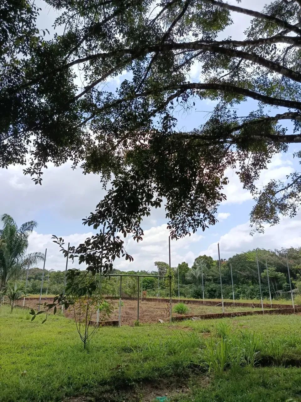 Fazenda em Magalhães Barata - Foto 3