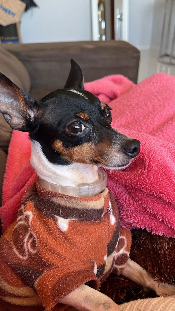 Pinscher procurando namorada  - Foto 3