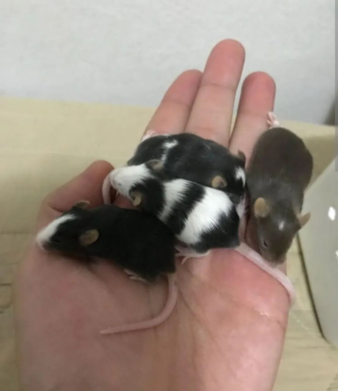 Rato camundongo
