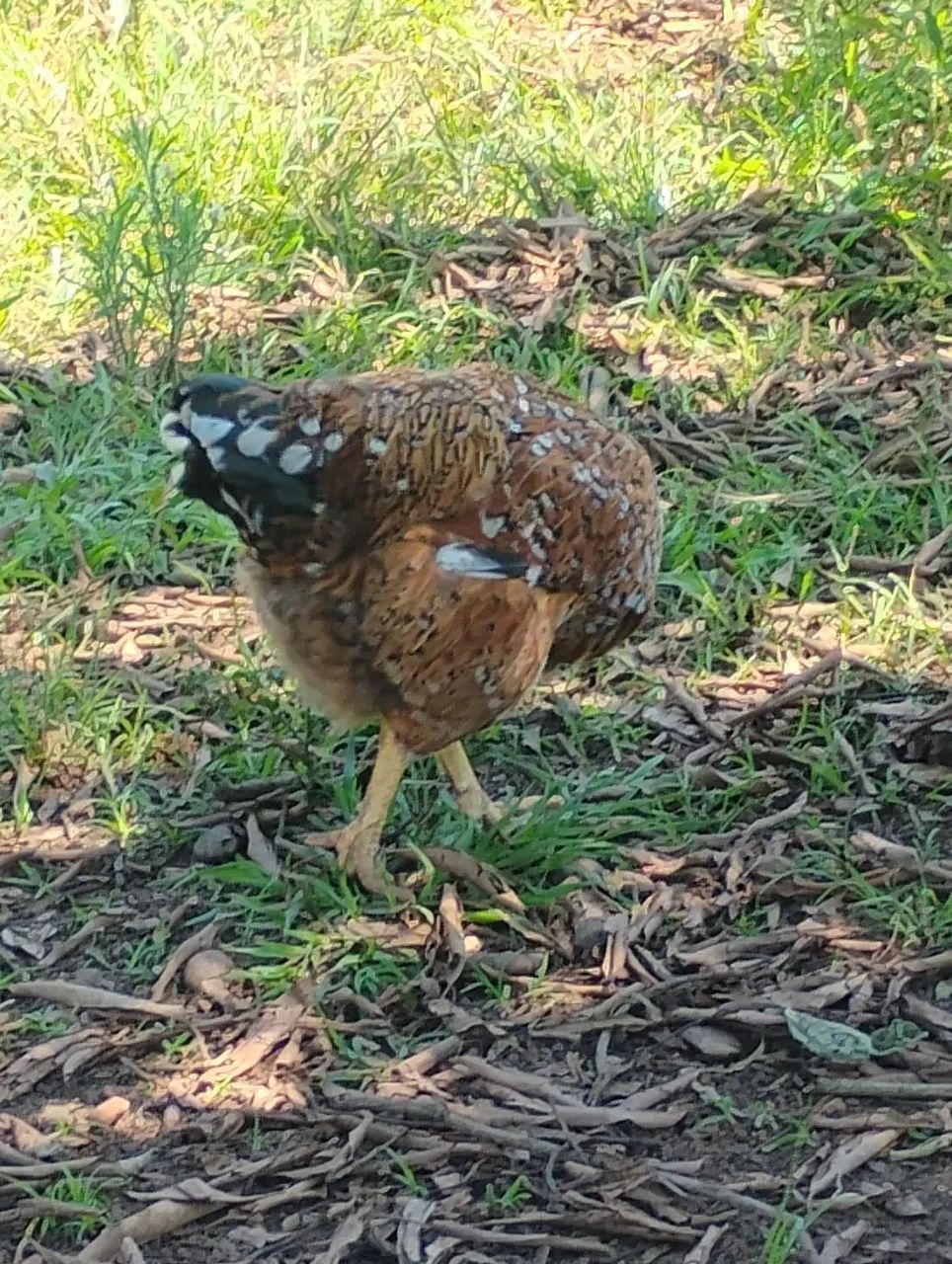 Aves  - Foto 4