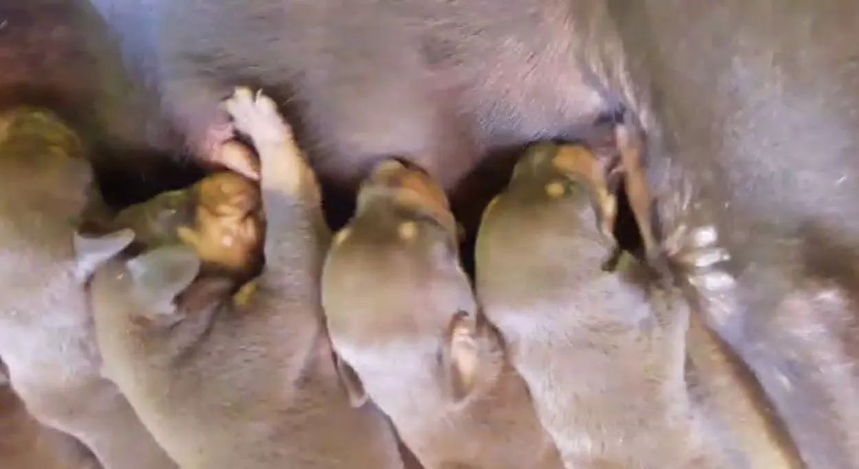 Filhotes de Dobermann  - Foto 5